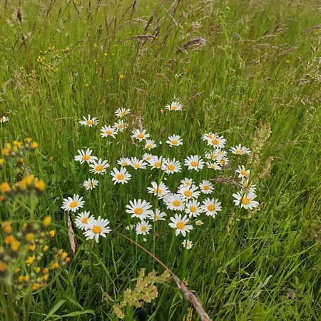 Srokowski Dwor 1 - Lesny Zakatek - Prywatna Sauna! بيت للعطل *