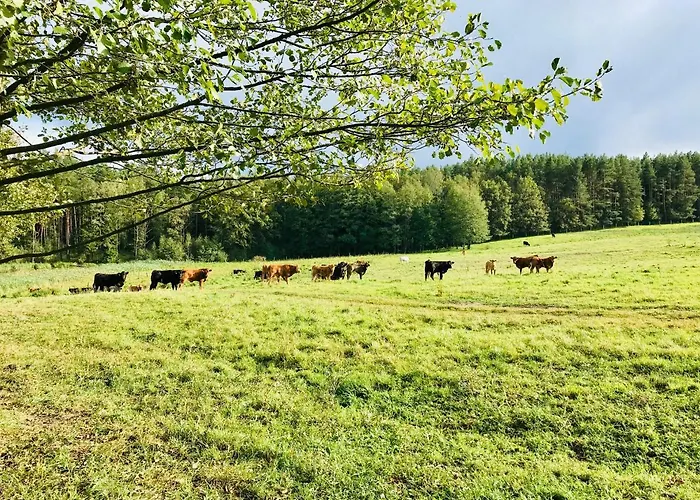 Srokowski Dwór 1 - Leśny Zakątek - Prywatna Sauna!